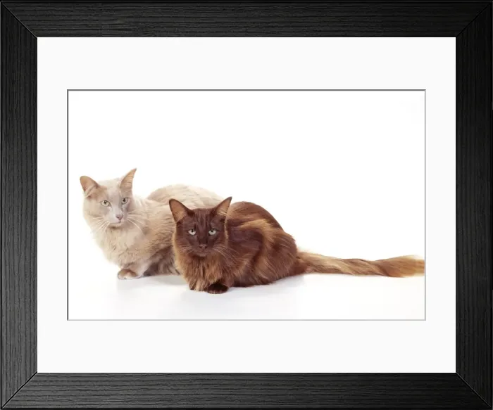 Framed Print : British Angora-Fawn and Chocolate Cats JD 14531 © John Daniels / ARDEA LONDON Framed Print : British Angora-Fawn and Chocolate Cats JD 14531 © John Daniels / ARDEA LONDON