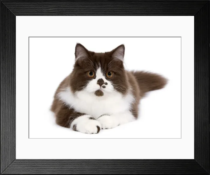 Framed Print : Cat - British long haired kitten Framed Print : Cat - British long haired kitten