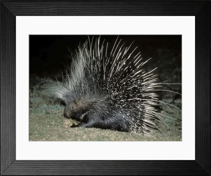 Framed Print : African Porcupine - at night - South Luangwa National Park - Zambia Framed Print : African Porcupine - at night - South Luangwa National Park - Zambia