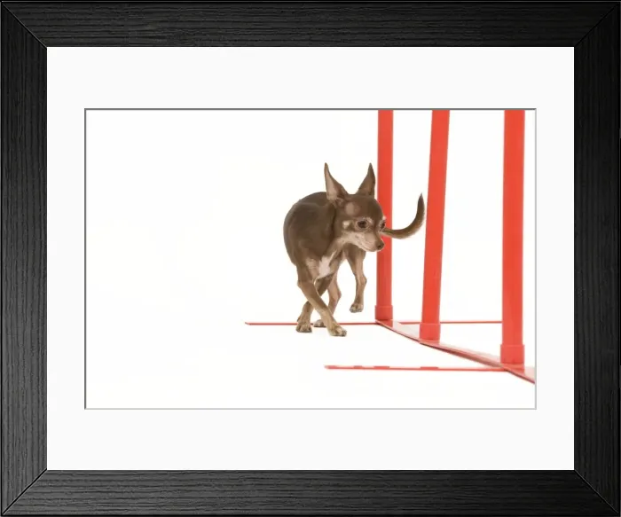 Framed Print : Dog - Chihuahua performing agility tasks Framed Print : Dog - Chihuahua performing agility tasks