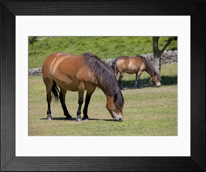 Framed Print : Exmoor ponies grazing Valley of the Rocks Exmoor North Devon UK Framed Print : Exmoor ponies grazing Valley of the Rocks Exmoor North Devon UK