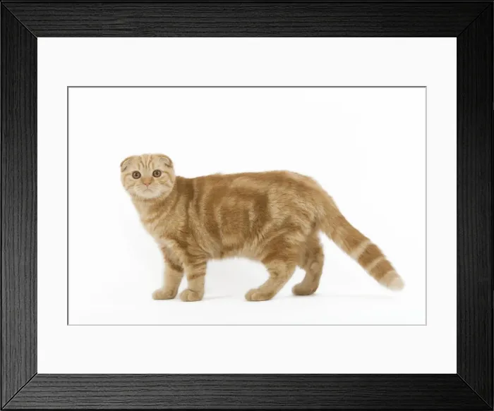 Framed Print : Cat - Ginger Scottish fold in studio Framed Print : Cat - Ginger Scottish fold in studio