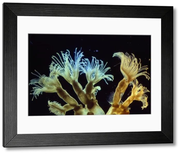 Framed Print : Bryozoa - moss animals. Microscopic x3 magnification Framed Print : Bryozoa - moss animals. Microscopic x3 magnification