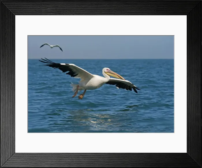 Framed Print : Great White Pelican - in flight over the ocean - with a Kelp Gul in the background - Atlantic Ocean - Namibia - Africa Framed Print : Great White Pelican - in flight over the ocean - with a Kelp Gul in the background - Atlantic Ocean - Namibia - Africa