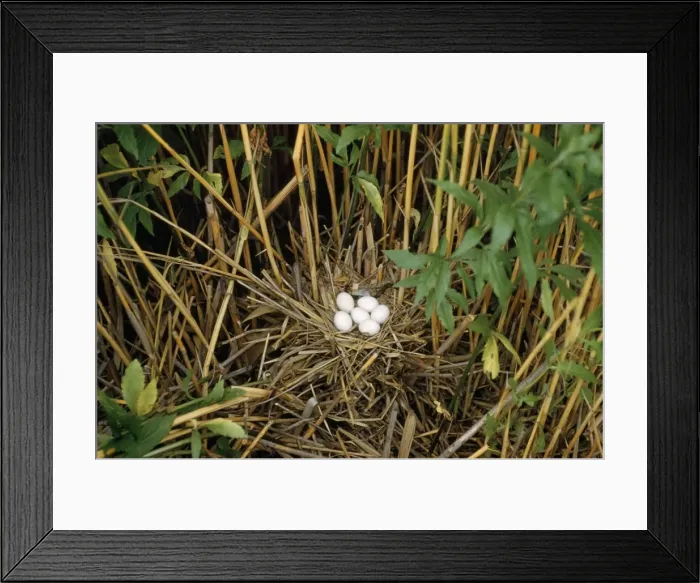 Framed Print : Little Bittern - nest with eggs - Hungary Framed Print : Little Bittern - nest with eggs - Hungary