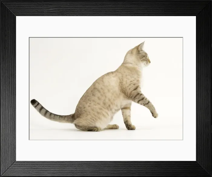 Framed Print : Cat - Snow Bengale in studio Framed Print : Cat - Snow Bengale in studio