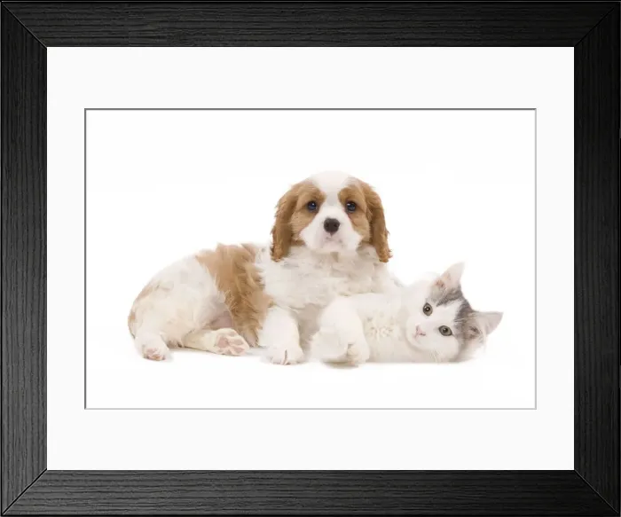 Framed Print : Dog - Cavalier King Charles Spaniel puppy in studio with kitten Framed Print : Dog - Cavalier King Charles Spaniel puppy in studio with kitten