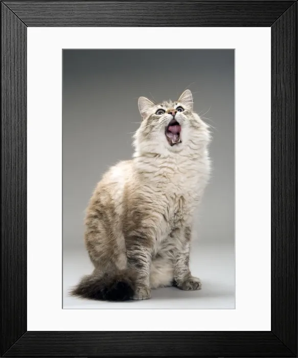Framed Print : Long-haired cat in studio - yawning
