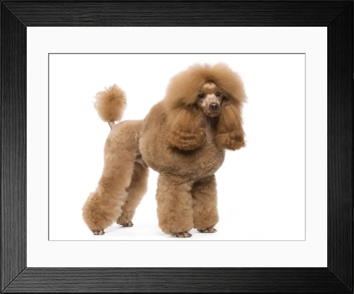 Framed Print : Dog - Dwarf / Nain Poodle - Fawn Red colouring Framed Print : Dog - Dwarf / Nain Poodle - Fawn Red colouring