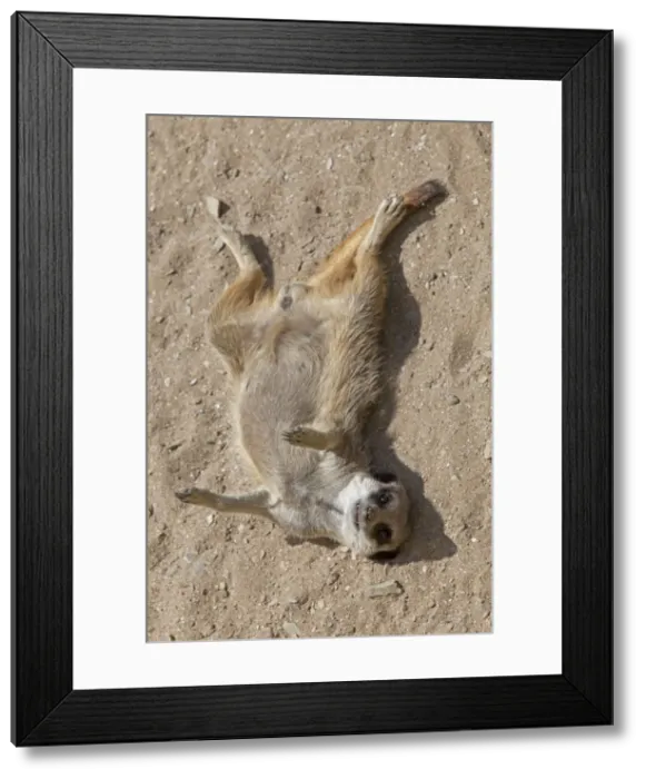 Framed Print : Meerkat / Suricate - lying on back - Wildlife Park - Combe Martin - Devon - UK Framed Print : Meerkat / Suricate - lying on back - Wildlife Park - Combe Martin - Devon - UK