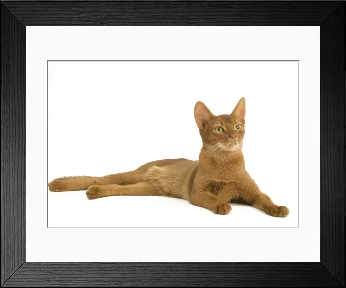 Framed Print : Cat - Abyssinian - red - in studio Framed Print : Cat - Abyssinian - red - in studio