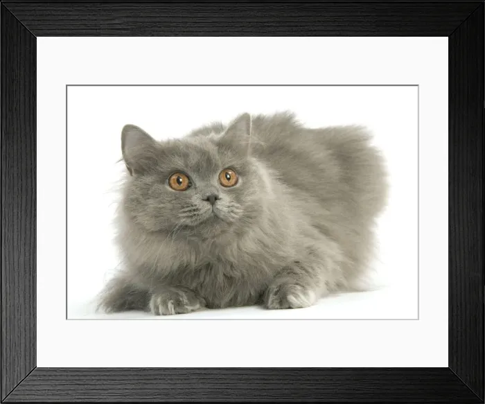 Framed Print : Cat - British longhair blue in studio Framed Print : Cat - British longhair blue in studio