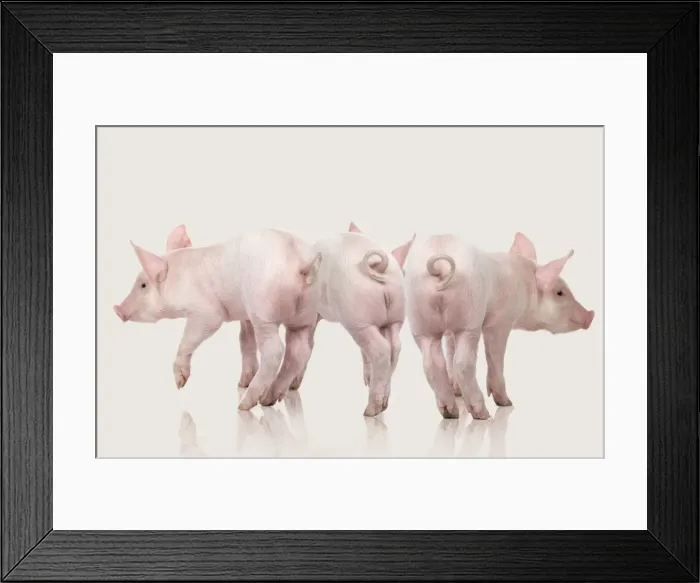 Framed Print : Domestic Pigs - three in studio Framed Print : Domestic Pigs - three in studio