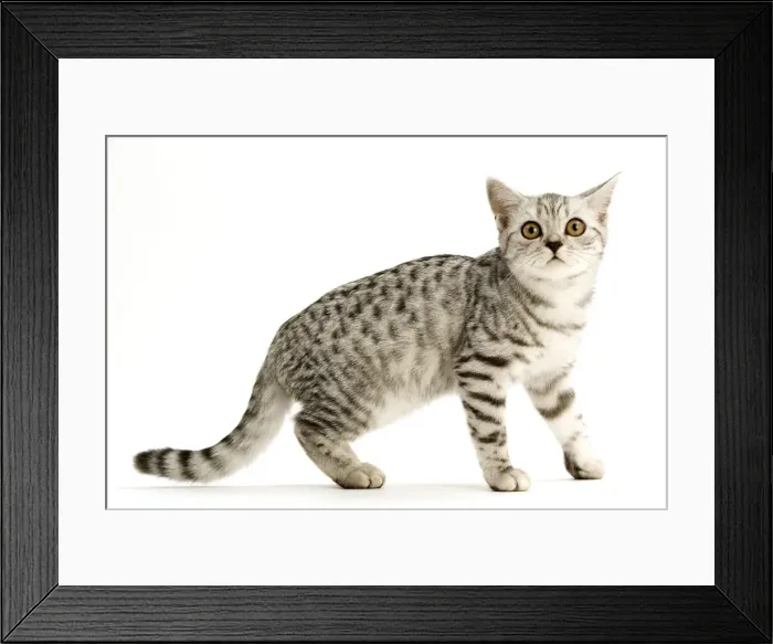 Framed Print : Cat - British shorthair silver spotted kitten in studio Framed Print : Cat - British shorthair silver spotted kitten in studio