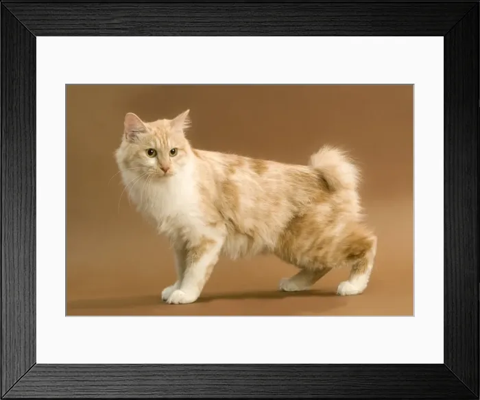 Framed Print : Cat - Kurilian bobtail Framed Print : Cat - Kurilian bobtail