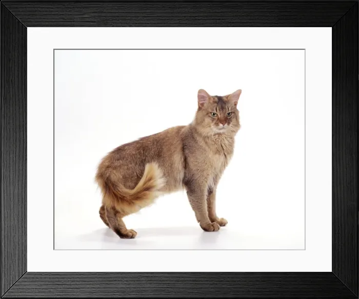 Framed Print : Somali - Chocolate Cat JD 14525 © John Daniels / ARDEA LONDON Framed Print : Somali - Chocolate Cat JD 14525 © John Daniels / ARDEA LONDON