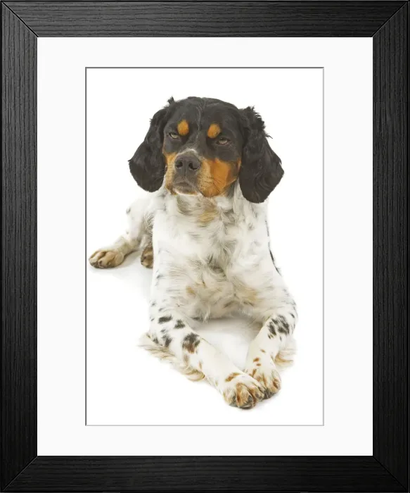 Framed Print : Dog - Brittany / Epagneul Breton Framed Print : Dog - Brittany / Epagneul Breton