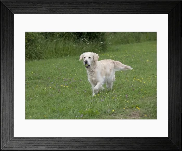 Framed Print : Dog - Golden Retriever - with tennis ball in mouth - Cheltenham - UK Framed Print : Dog - Golden Retriever - with tennis ball in mouth - Cheltenham - UK