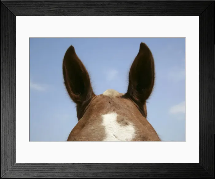 Framed Print : Horse. Poll