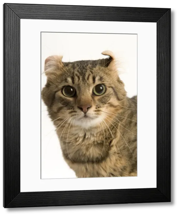 Framed Print : Cat - American curl brown tabby spotted in studio Framed Print : Cat - American curl brown tabby spotted in studio