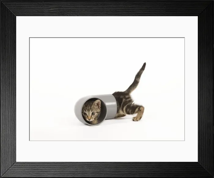 Framed Print : Cat - tabby kitten in studio investigating piping Framed Print : Cat - tabby kitten in studio investigating piping