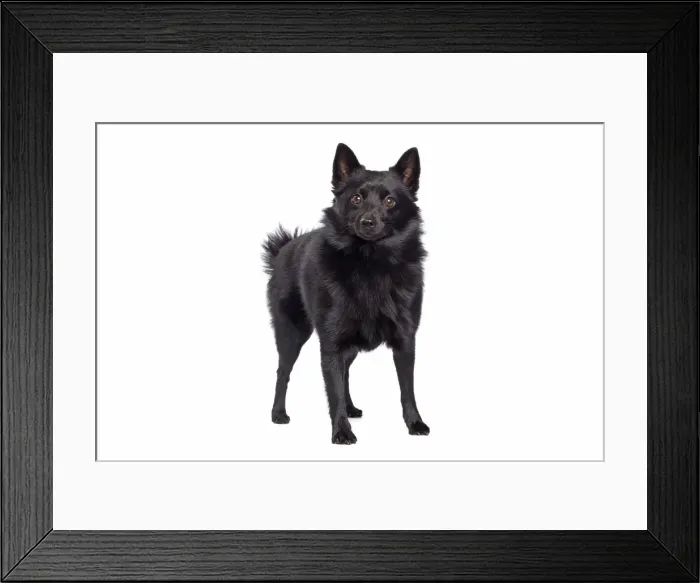 Framed Print : Dog - Schipperke in studio Framed Print : Dog - Schipperke in studio