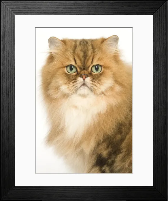 Framed Print : Cat - Persian golden shaded in studio Framed Print : Cat - Persian golden shaded in studio