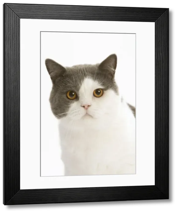 Framed Print : Cat - British shorthair bicolor white and blue in studio Framed Print : Cat - British shorthair bicolor white and blue in studio