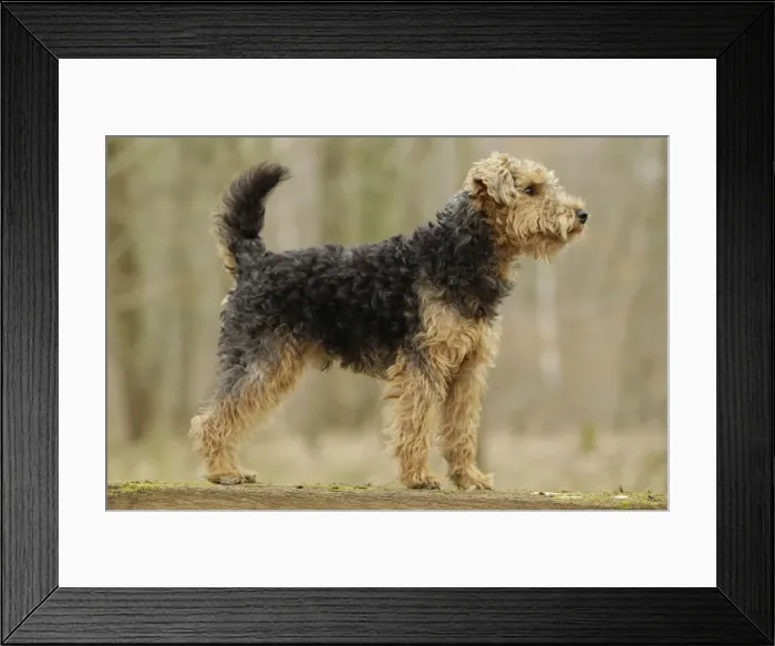 Framed Print : Welsh Terrier Framed Print : Welsh Terrier