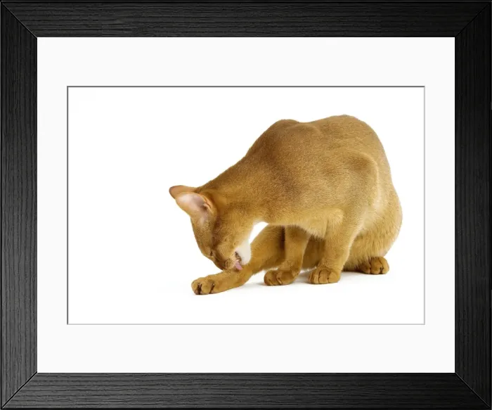 Framed Print : Cat - Abyssinian - red - in studio grooming Framed Print : Cat - Abyssinian - red - in studio grooming