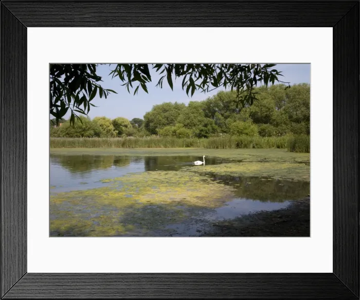 Framed Print : Mute Swan - Hornsea Mere a glacial relict freshwater ake East Riding of Yorkshire UK Framed Print : Mute Swan - Hornsea Mere a glacial relict freshwater ake East Riding of Yorkshire UK