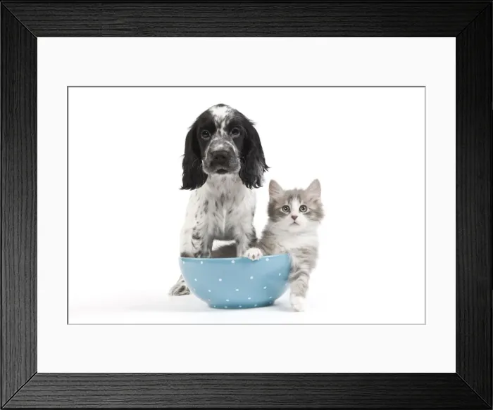 Framed Print : Cat - kitten in blue bowl with English Cocker Spaniel in studio Framed Print : Cat - kitten in blue bowl with English Cocker Spaniel in studio