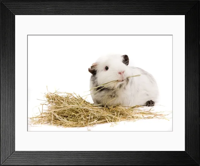 Framed Print : Guinea Pig - in studio eating straw Framed Print : Guinea Pig - in studio eating straw