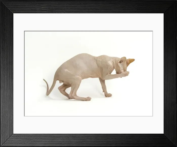 Framed Print : Cat - Sphinx Framed Print : Cat - Sphinx