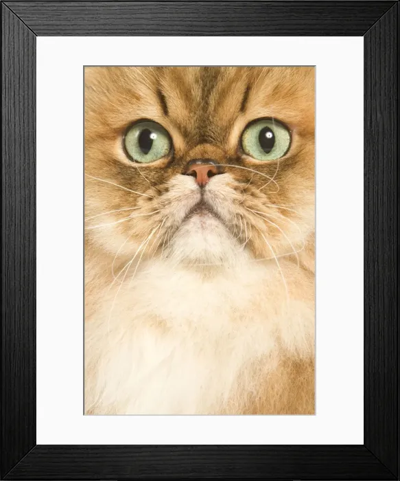 Framed Print : Cat - Persian golden shaded in studio - close-up of face Framed Print : Cat - Persian golden shaded in studio - close-up of face