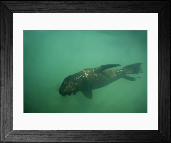 Framed Print : Cape Fur Seal - viewed from under the water with air bubbles - Atltanic Ocean - Namibia - Africa Framed Print : Cape Fur Seal - viewed from under the water with air bubbles - Atltanic Ocean - Namibia - Africa