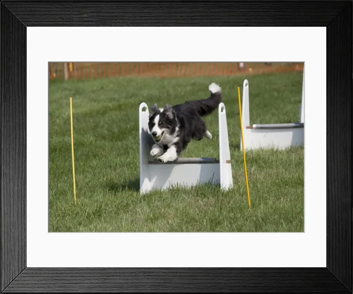 Framed Print : Dog - Border Collie jumping at dog agility event - Gotherington Show - UK Framed Print : Dog - Border Collie jumping at dog agility event - Gotherington Show - UK