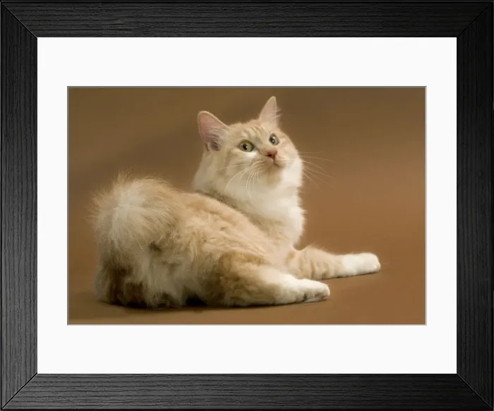 Framed Print : Cat - Kurilian bobtail