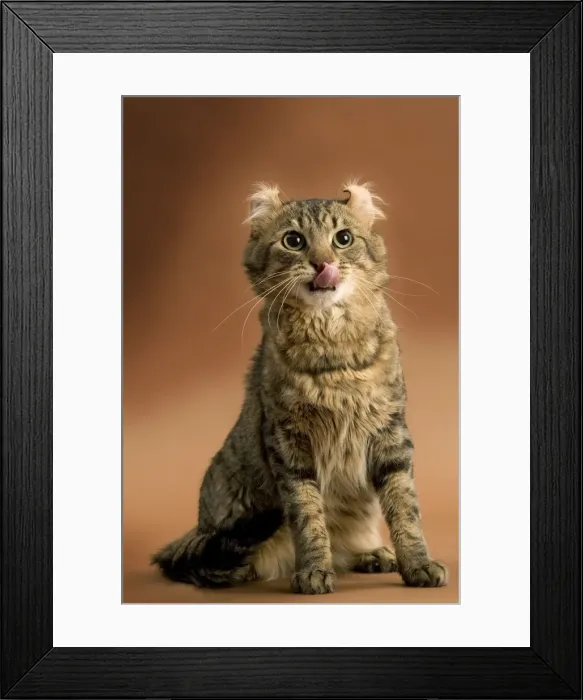 Framed Print : Cat - American curl brown tabby in studio Framed Print : Cat - American curl brown tabby in studio