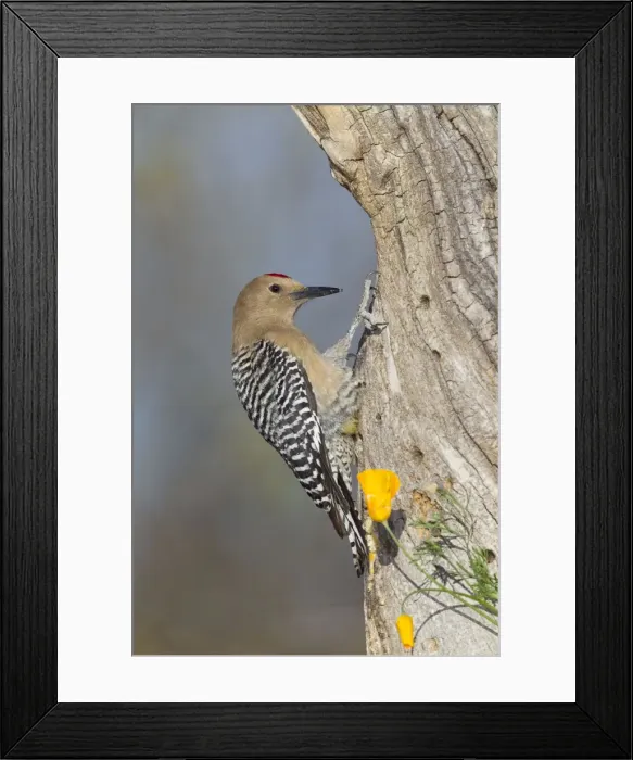 Framed Print : Gila Woodpecker - male - March - southeastern Arizona - USA Framed Print : Gila Woodpecker - male - March - southeastern Arizona - USA