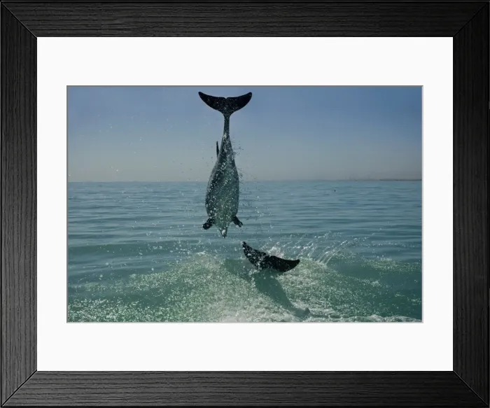 Framed Print : Bottlenose Dolphin - mid jump - Atlantic Ocean - Namibia - Africa Framed Print : Bottlenose Dolphin - mid jump - Atlantic Ocean - Namibia - Africa