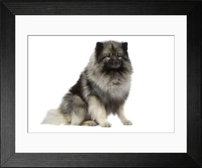 Framed Print : Dog - Keeshond / Wolf Spitz Framed Print : Dog - Keeshond / Wolf Spitz