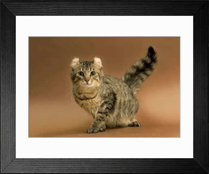 Framed Print : Cat - American curl brown tabby in studio Framed Print : Cat - American curl brown tabby in studio