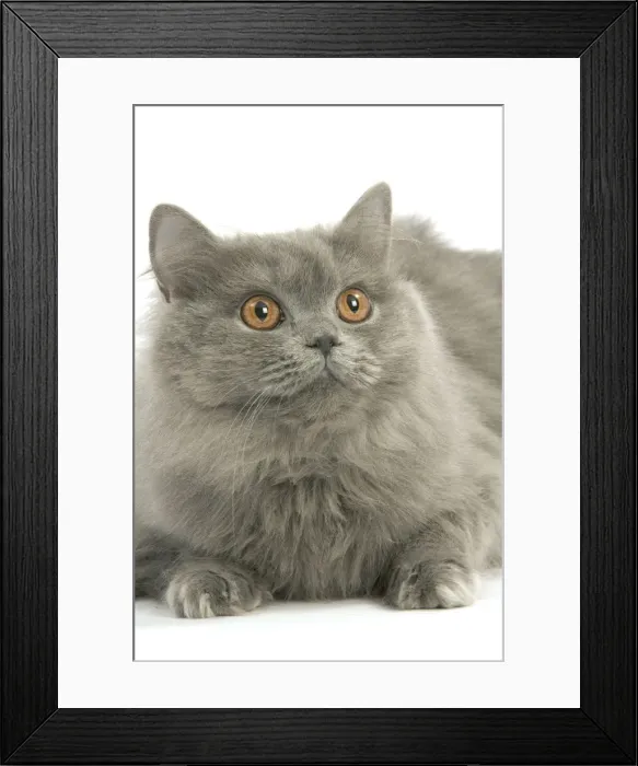 Framed Print : Cat - British longhair blue in studio Framed Print : Cat - British longhair blue in studio