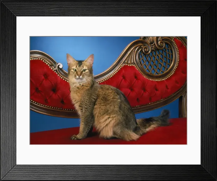 Framed Print : Somali Cat Framed Print : Somali Cat