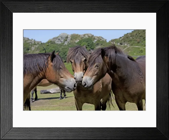 Framed Print : Three Exmoor ponies having discussion Valley of the Rocks Exmoor North Devon UK Framed Print : Three Exmoor ponies having discussion Valley of the Rocks Exmoor North Devon UK