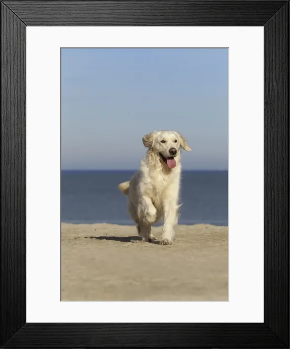 Framed Print : Dog - Golden Retreiver running on beach Framed Print : Dog - Golden Retreiver running on beach