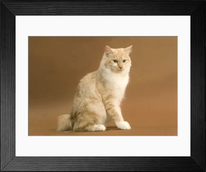 Framed Print : Cat - Kurilian bobtail Framed Print : Cat - Kurilian bobtail