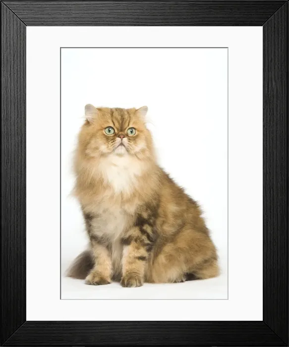 Framed Print : Cat - Persian golden shaded in studio Framed Print : Cat - Persian golden shaded in studio