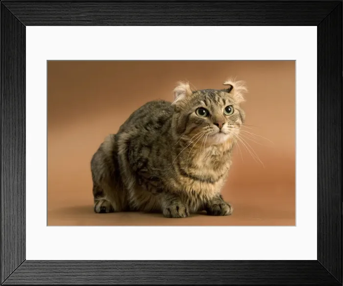Framed Print : Cat - American curl brown tabby in studio Framed Print : Cat - American curl brown tabby in studio
